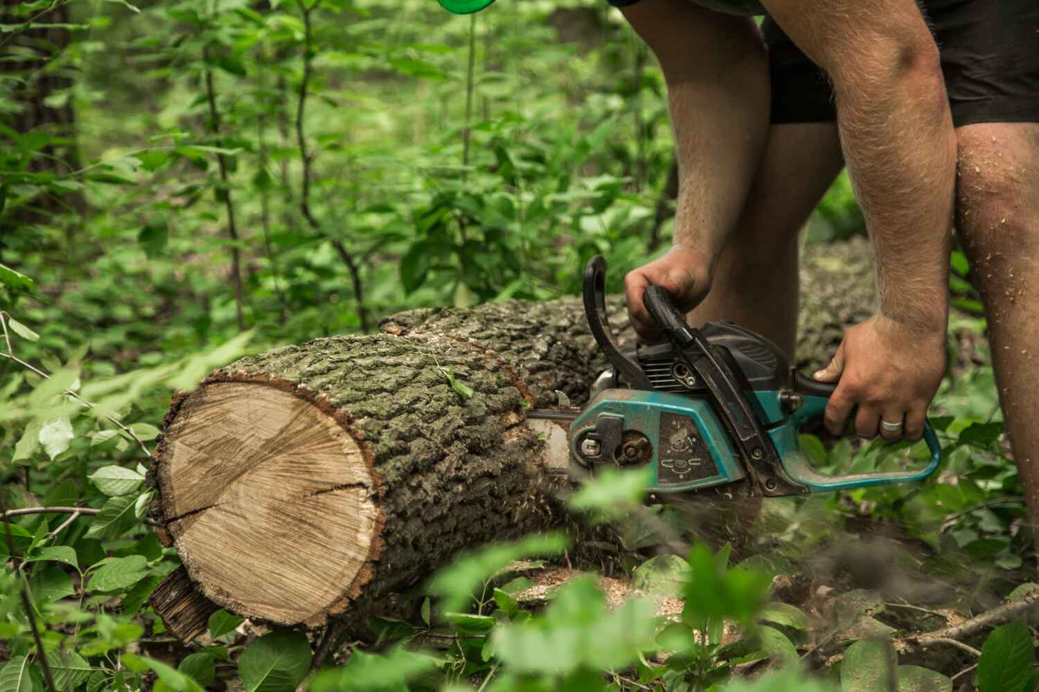 Best Palm Tree Trimming  in Childress, TX